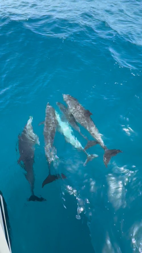 🐬 Why do dolphins bow ride?
Bow riding is the behaviour of dolphins swimming within the pressure wave created at the... 🐬 Why do dolphins bow ride?
Bow riding is the behaviour of dolphins swimming within the pressure wave created at the...
