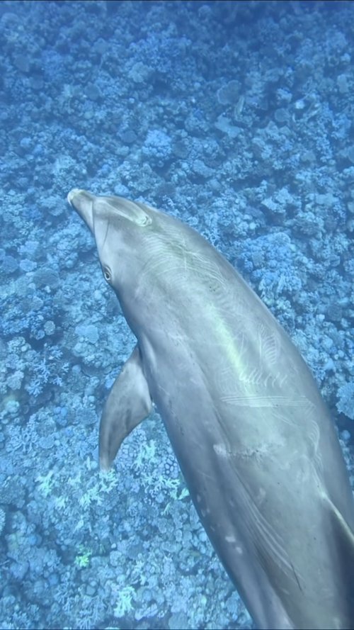 Have you ever noticed the marks and scars on a dolphin’s body? 🐬
Some scars may tell a story about life beneath the... Have you ever noticed the marks and scars on a dolphin’s body? 🐬
Some scars may tell a story about life beneath the...