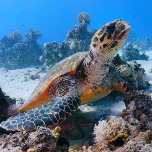 📺✨ Heute um 20:15 Uhr ist es soweit. Das „Rote Meer“ kommt im deutschen Fernsehen an. Die faszinierende Doku wird im NDR... 📺✨ Heute um 20:15 Uhr ist es soweit. Das „Rote Meer“ kommt im deutschen Fernsehen an. Die faszinierende Doku wird im NDR...