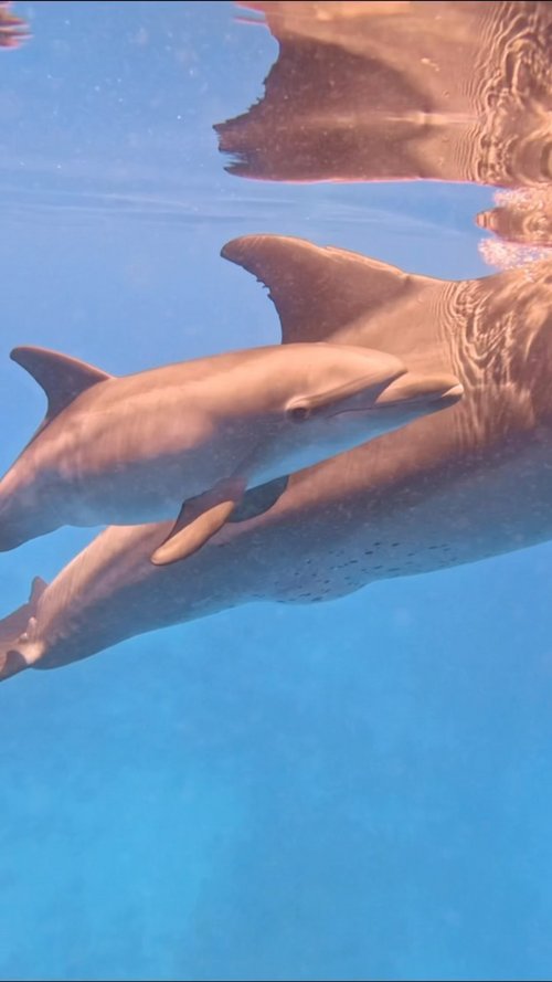 🐬Meet Indo-Pacific bottlenose dolphin mother Janina and her first calf! A beautiful newborn male 💙
While newborn calves... 🐬Meet Indo-Pacific bottlenose dolphin mother Janina and her first calf! A beautiful newborn male 💙
While newborn calves...