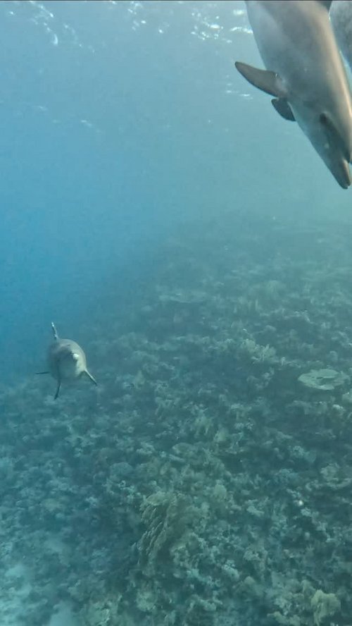 Some encounters never lose their magic. 💙🌊🐬🙏🌟
Few days ago, we had the privilege of spending time with Bobi, a male... Some encounters never lose their magic. 💙🌊🐬🙏🌟
Few days ago, we had the privilege of spending time with Bobi, a male...