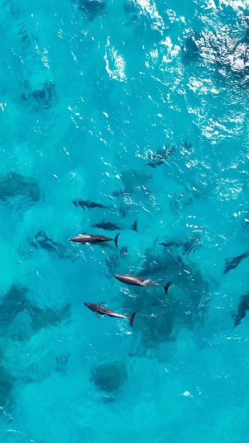 Indo-Pacific bottlenose dolphins live in a complex social system known as a fission-fusion society.
Unlike species that... Indo-Pacific bottlenose dolphins live in a complex social system known as a fission-fusion society.
Unlike species that...