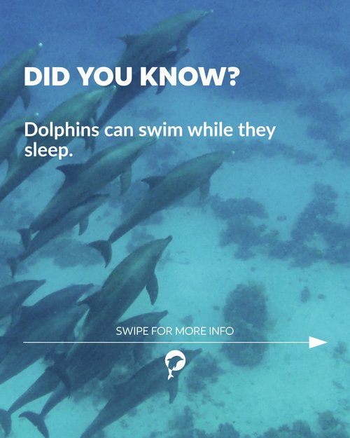 👀 Did you know?
Dolphins can swim while they sleep. 🐬
Swipe to learn more about these amazing creatures. ✨
---
👀... 👀 Did you know?
Dolphins can swim while they sleep. 🐬
Swipe to learn more about these amazing creatures. ✨
---
👀...