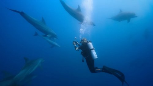 🐬🎥 Dolphins: My Close Encounters at the @gff
After it's World Premiere at the @zurichfilmfestival, Dolphins: My Close... 🐬🎥 Dolphins: My Close Encounters at the @gff
After it's World Premiere at the @zurichfilmfestival, Dolphins: My Close...