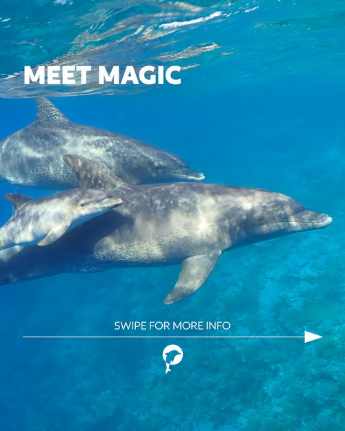 ✨ Meet Magic – the survivor.
Magic truly deserves her name—her life is marked by miracles, hope, and an unbreakable... ✨ Meet Magic – the survivor.
Magic truly deserves her name—her life is marked by miracles, hope, and an unbreakable...
