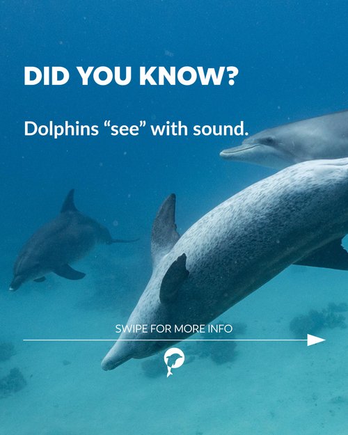 🐬 Did you know?
Dolphins "see" with sound. This is called echolocation and helps them to navigate and hunt. 🌊
Learn... 🐬 Did you know?
Dolphins "see" with sound. This is called echolocation and helps them to navigate and hunt. 🌊
Learn...