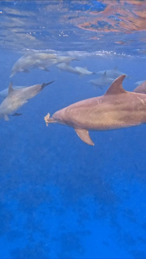 Indo-Pacific bottlenose dolphins are highly intelligent, and their curiosity can be seen in the way they interact with... Indo-Pacific bottlenose dolphins are highly intelligent, and their curiosity can be seen in the way they interact with...